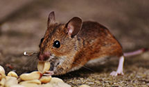 24 Hour & Emergency Exterminators in Hampton, NJ